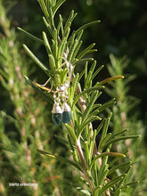 Load image into Gallery viewer, Blue Tourmaline Earrings